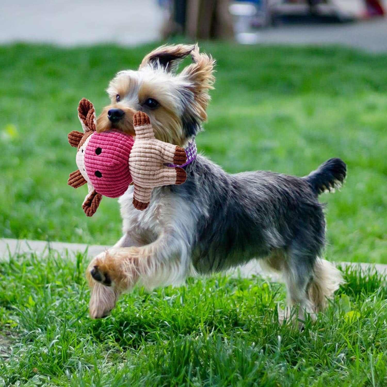 7-Pack Puppy Toys – Durable Chew & Rope Toys with Squeaky Plush for Small Dogs