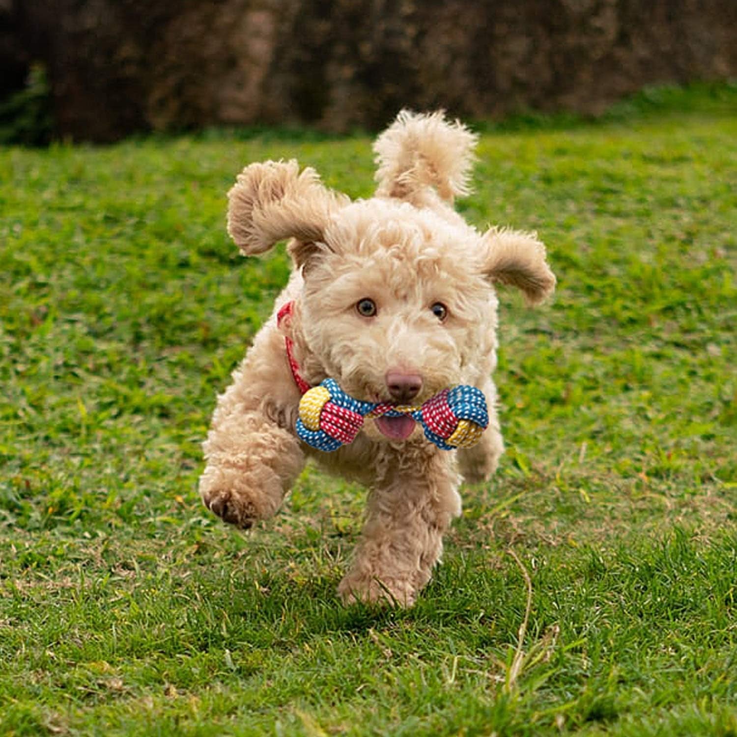 7-Pack Puppy Toys – Durable Chew & Rope Toys with Squeaky Plush for Small Dogs